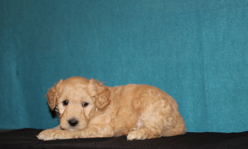 puppy, for, sale, Mini Goldendoodle F2, Matthew B. Stoltzfus, dog, breeder, Gap, PA, dog-breeder, puppy-for-sale, forsale, nearby, find, puppyfind, locator, puppylocator, aca